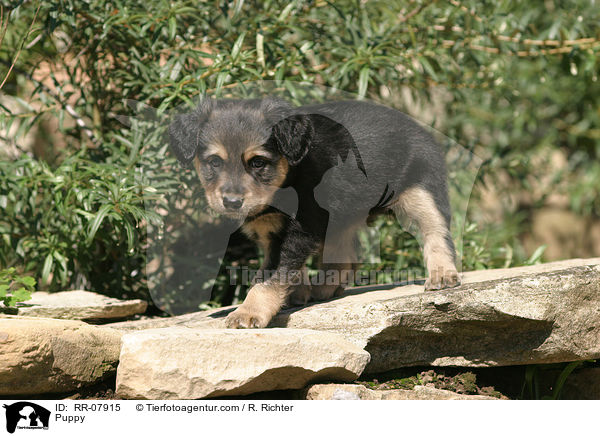 sterreichischer Pinscher Welpe / Puppy / RR-07915