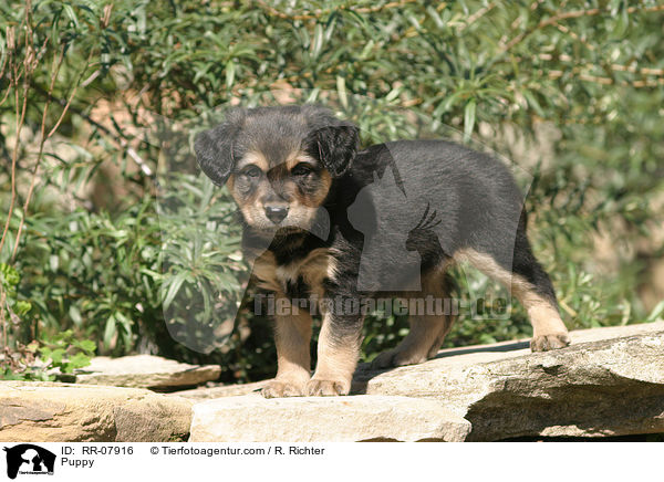 sterreichischer Pinscher Welpe / Puppy / RR-07916