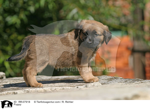 sterreichischer Pinscher Welpe / Puppy / RR-07918