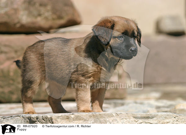 sterreichischer Pinscher Welpe / Puppy / RR-07920