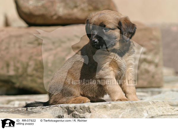 stereichischer Pinscher Welpe / sitting puppy / RR-07922