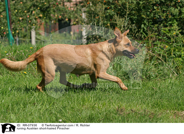 rennender sterreichischer Pinscher / runing Austrian short-haired Pinscher / RR-07936