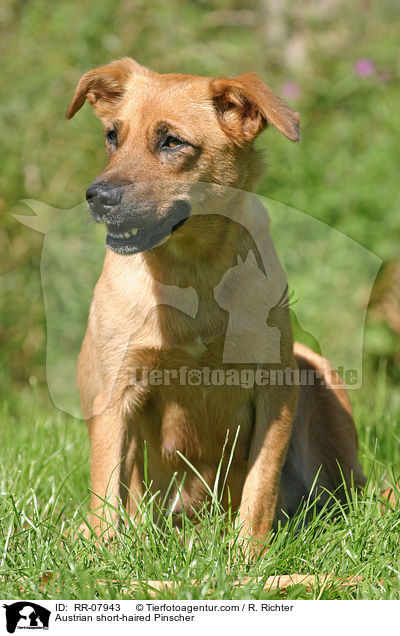 Austrian short-haired Pinscher / RR-07943