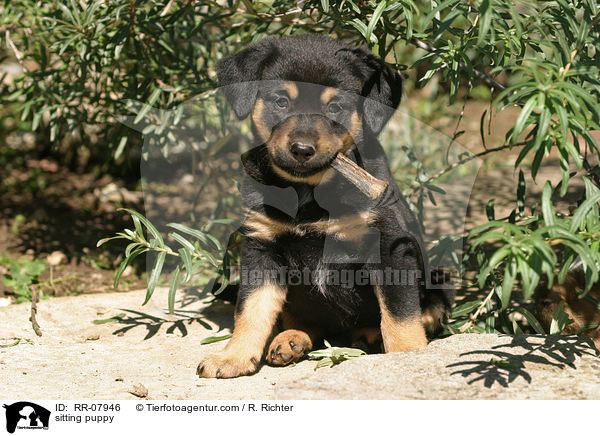 stereichischer Pinscher Welpe / sitting puppy / RR-07946