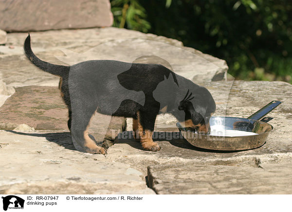 Welpen an Milchschssel / drinking pups / RR-07947