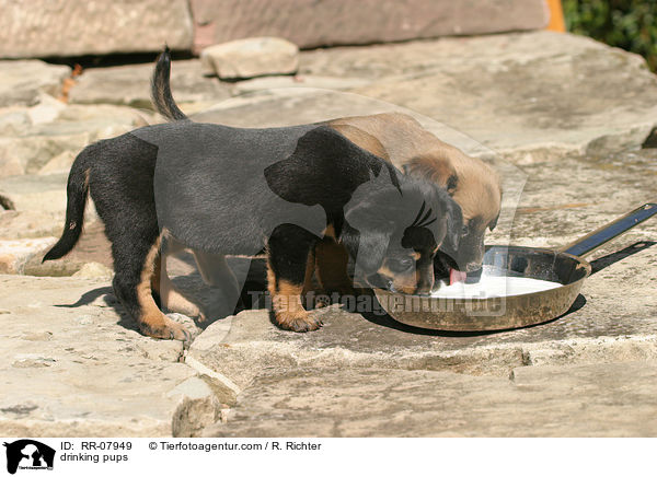 Welpen an Milchschssel / drinking pups / RR-07949