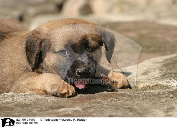 pup eats rumen / RR-07953