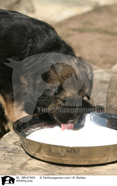drinking pup / RR-07954