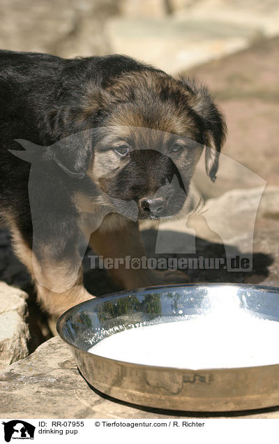drinking pup / RR-07955