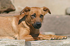 Austrian short-haired Pinscher