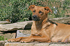 Austrian short-haired Pinscher