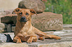 Austrian short-haired Pinscher