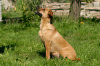 Austrian short-haired Pinscher