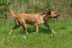 trotting Austrian short-haired Pinscher