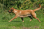 trotting Austrian short-haired Pinscher