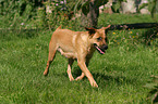 trotting Austrian short-haired Pinscher