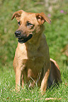 Austrian short-haired Pinscher