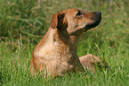 Austrian short-haired Pinscher