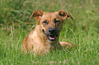 Austrian short-haired Pinscher