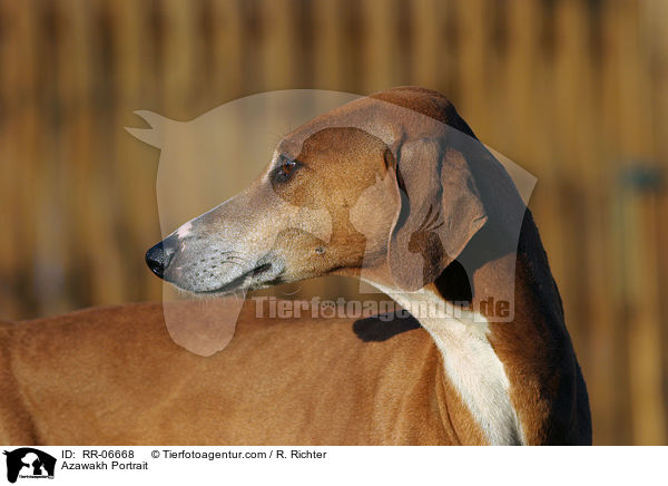 Azawakh Portrait / Azawakh Portrait / RR-06668