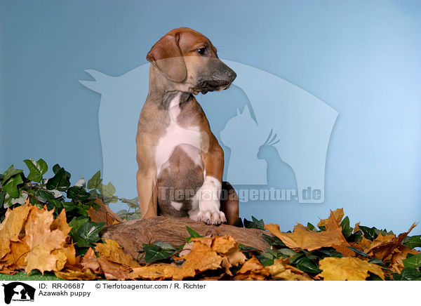 Azawakh Welpe / Azawakh puppy / RR-06687