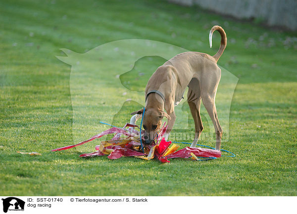 Windhundrennen / dog racing / SST-01740