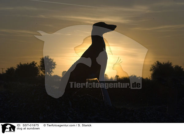 Hund im Sonnenuntergang / dog at sundown / SST-01875