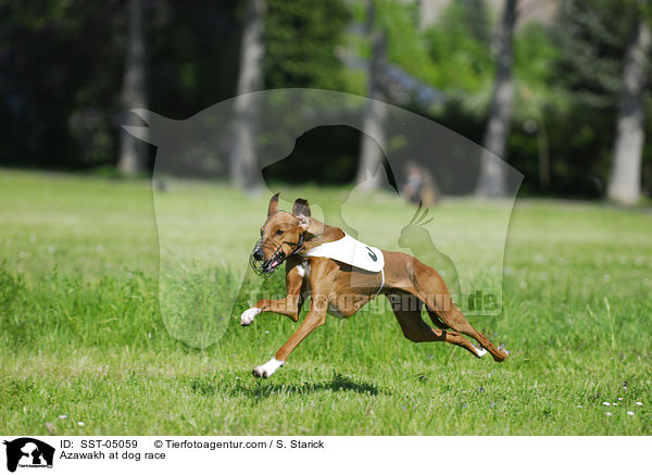 Azawakh beim Hunderennen / Azawakh at dog race / SST-05059