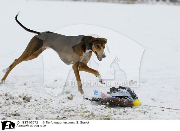 Azawakh beim Hunderennen / Azawakh at dog race / SST-05072