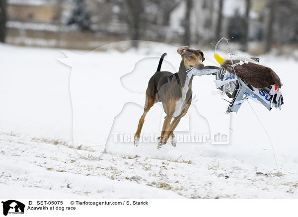 Azawakh beim Hunderennen / Azawakh at dog race / SST-05075