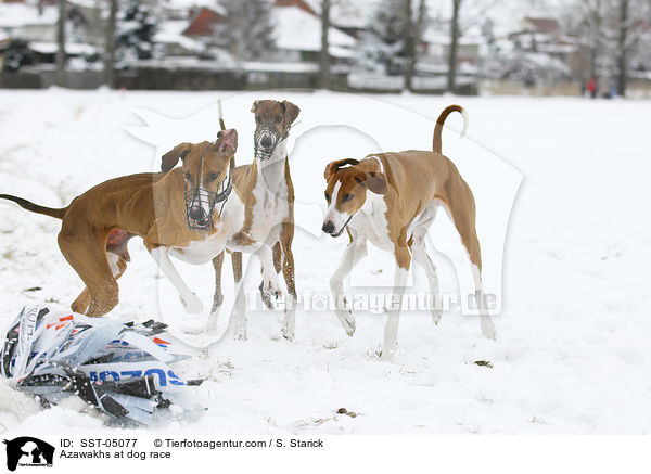 Azawakhs beim Hunderennen / Azawakhs at dog race / SST-05077