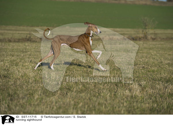 rennender Azawakh / running sighthound / SST-11715