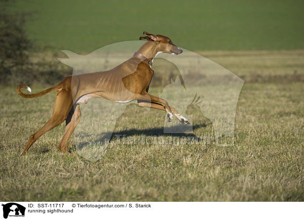 running sighthound / SST-11717