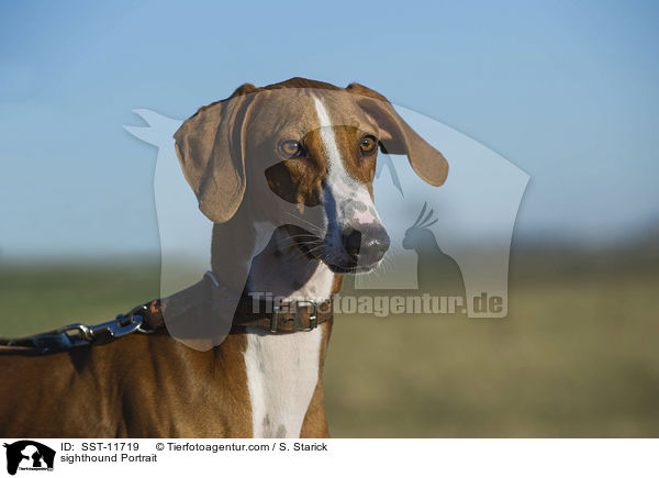 sighthound Portrait / SST-11719