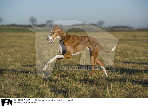 rennender Azawakh / running sighthound / SST-11726