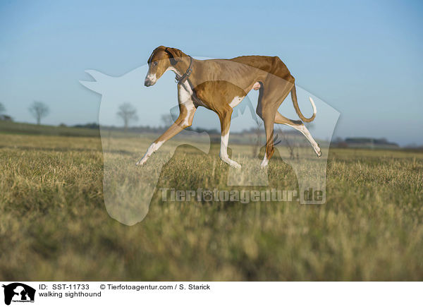 walking sighthound / SST-11733