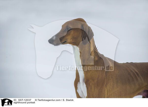 sighthound portrait / SST-12037