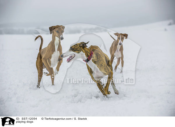 spielende Hunde / playing dogs / SST-12054