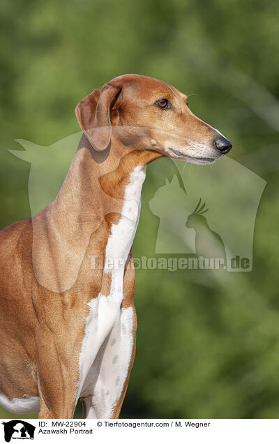 Azawakh Portrait / MW-22904