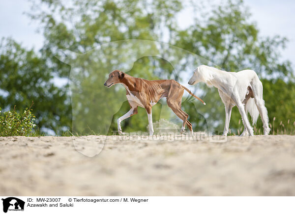 Azawakh und Saluki / Azawakh and Saluki / MW-23007