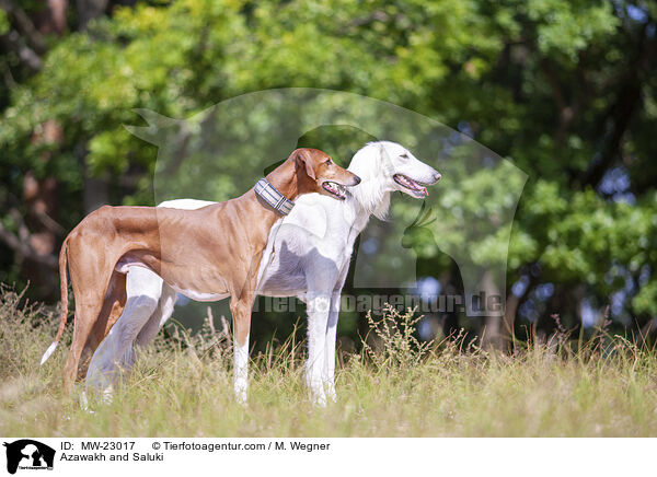 Azawakh and Saluki / MW-23017