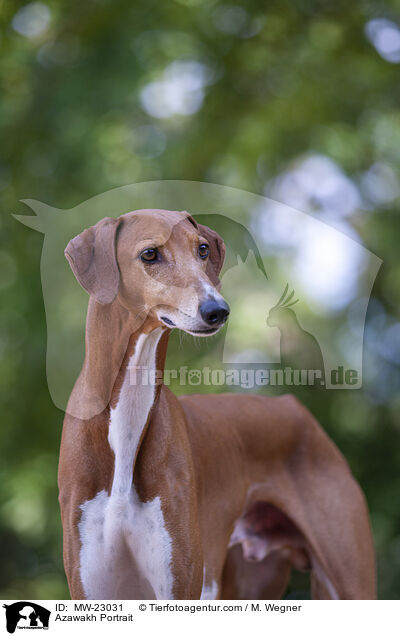 Azawakh Portrait / MW-23031