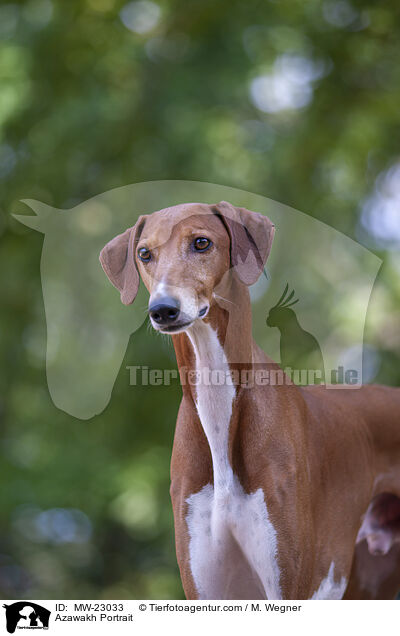 Azawakh Portrait / MW-23033