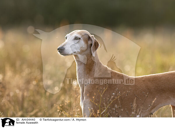Azawakh Hndin / female Azawakh / AH-04440