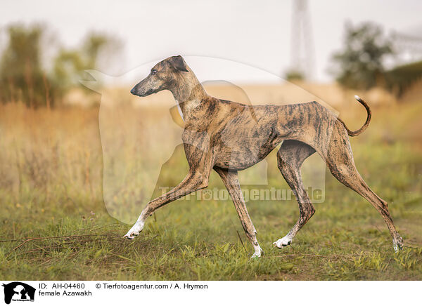 Azawakh Hndin / female Azawakh / AH-04460