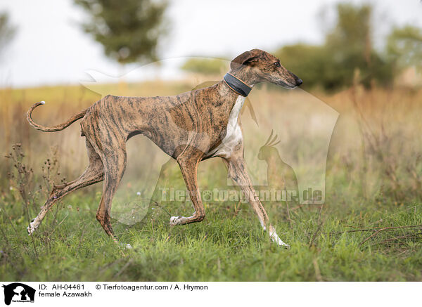 female Azawakh / AH-04461