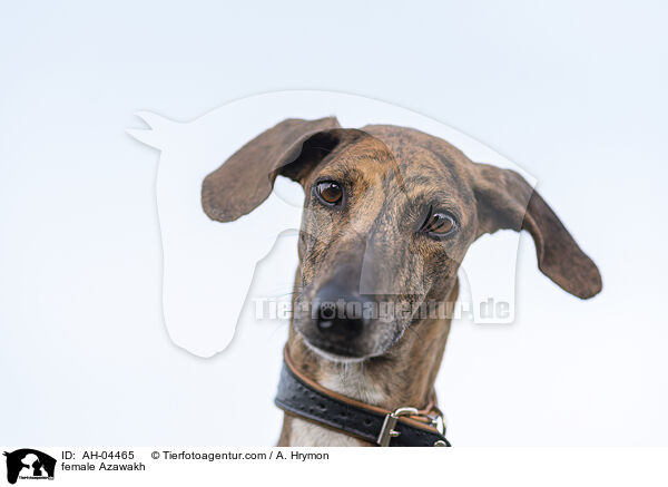Azawakh Hndin / female Azawakh / AH-04465