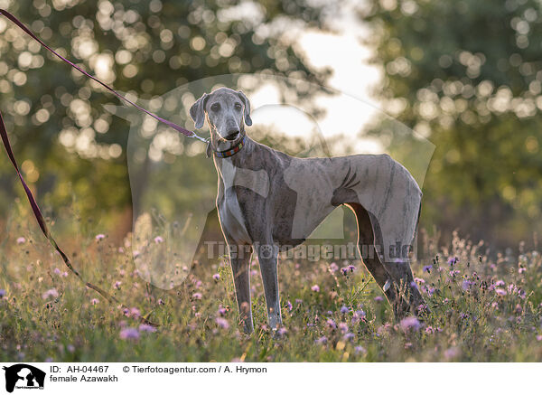 Azawakh Hndin / female Azawakh / AH-04467