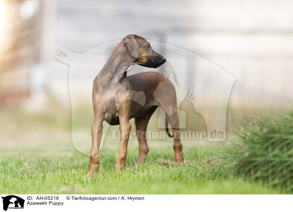 Azawakh Puppy / AH-05216