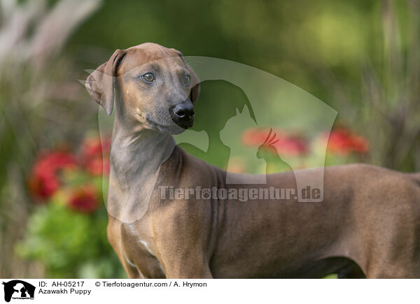Azawakh Puppy / AH-05217